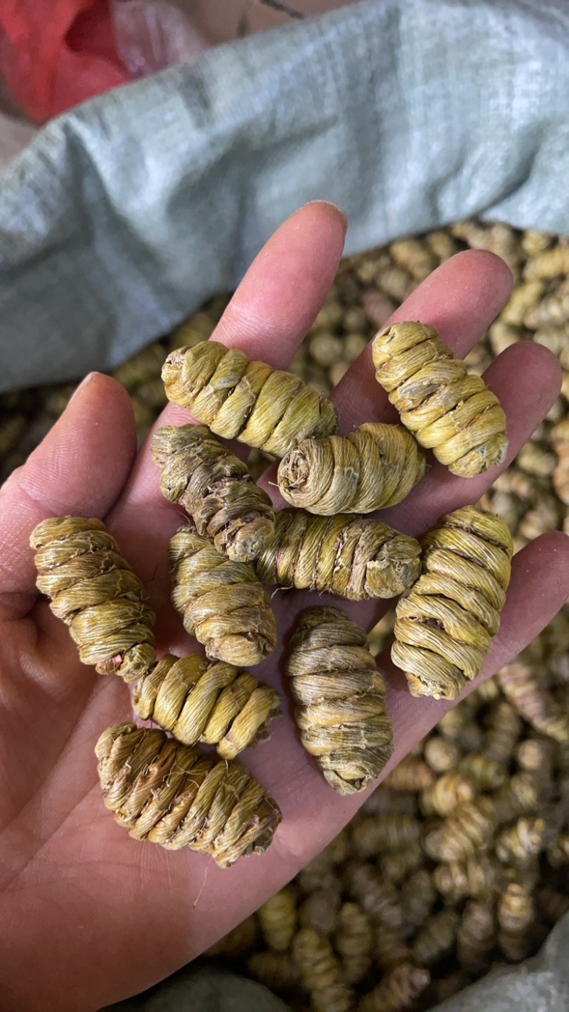 铁皮石斛枫斗云南大货批发产地一手货源