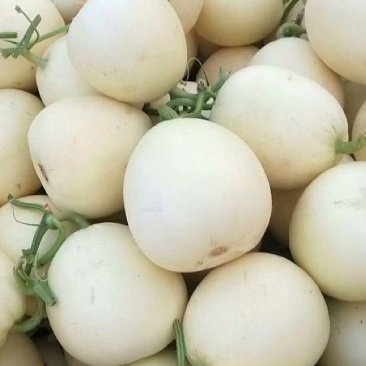 安阳小白瓜，白沙蜜甜瓜大量供应，新鲜采摘量大从优