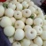 安阳小白瓜，白沙蜜甜瓜大量供应，新鲜采摘量大从优