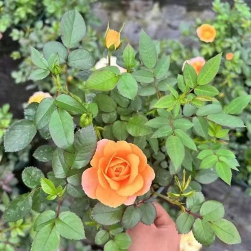 月季各种规格品质保证基地直发