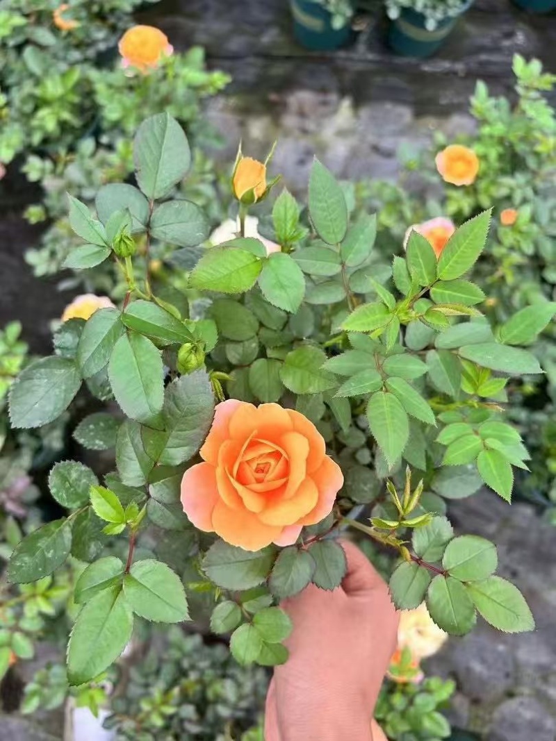 月季各种规格品质保证基地直发
