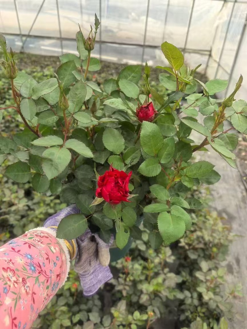 月季各种规格品质保证基地直发