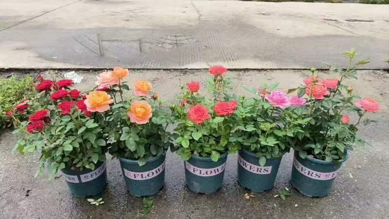 月季各种规格品质保证基地直发