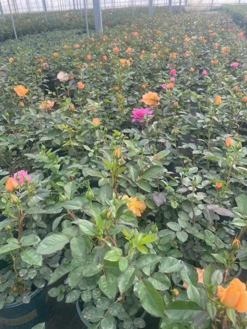 月季各种规格品质保证基地直发