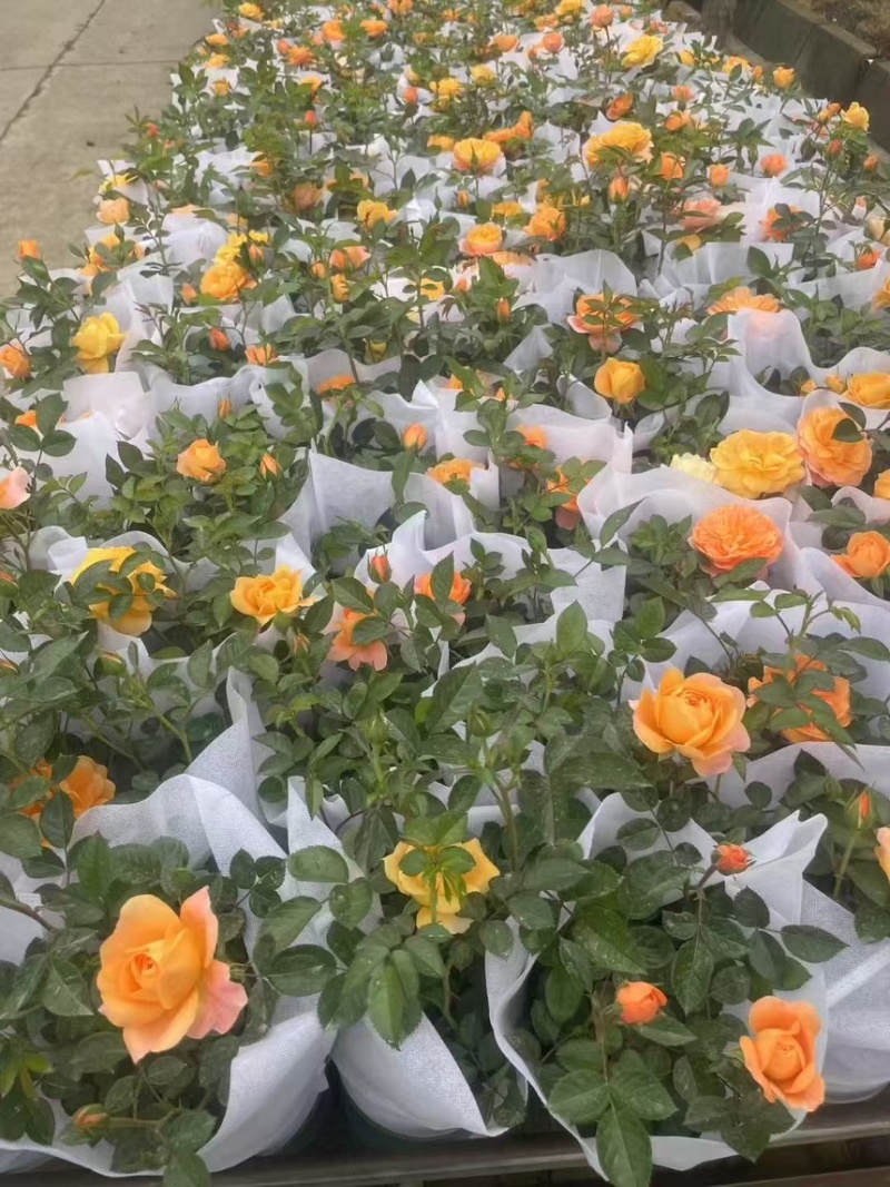 月季各种规格品质保证基地直发
