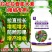 正品辣椒茄子拉长拉直素增粗增大膨大素防裂辣椒顺直