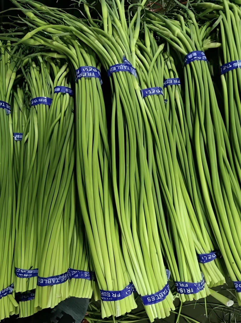蒜薹红帽蒜薹开封红帽蒜苔产地直销干苔无泡欢迎