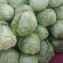 精品甘蓝，一手货源，保质保量，价格便宜，欢迎来电