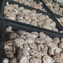 鲜香菇10000斤起
