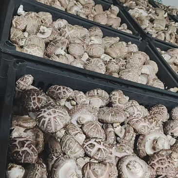 鲜香菇10000斤起