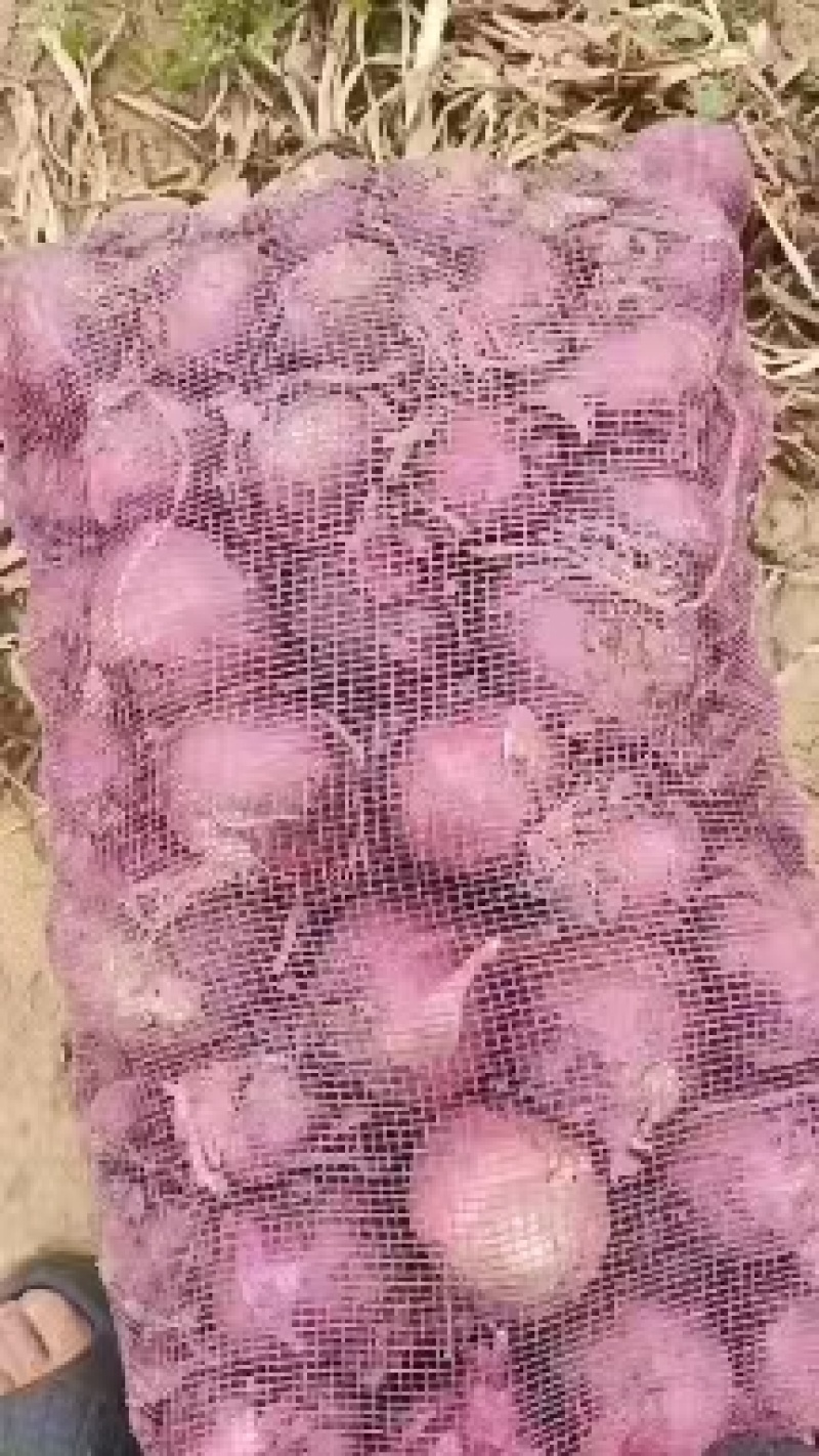 陕北定边精品洋葱七月份大量上市