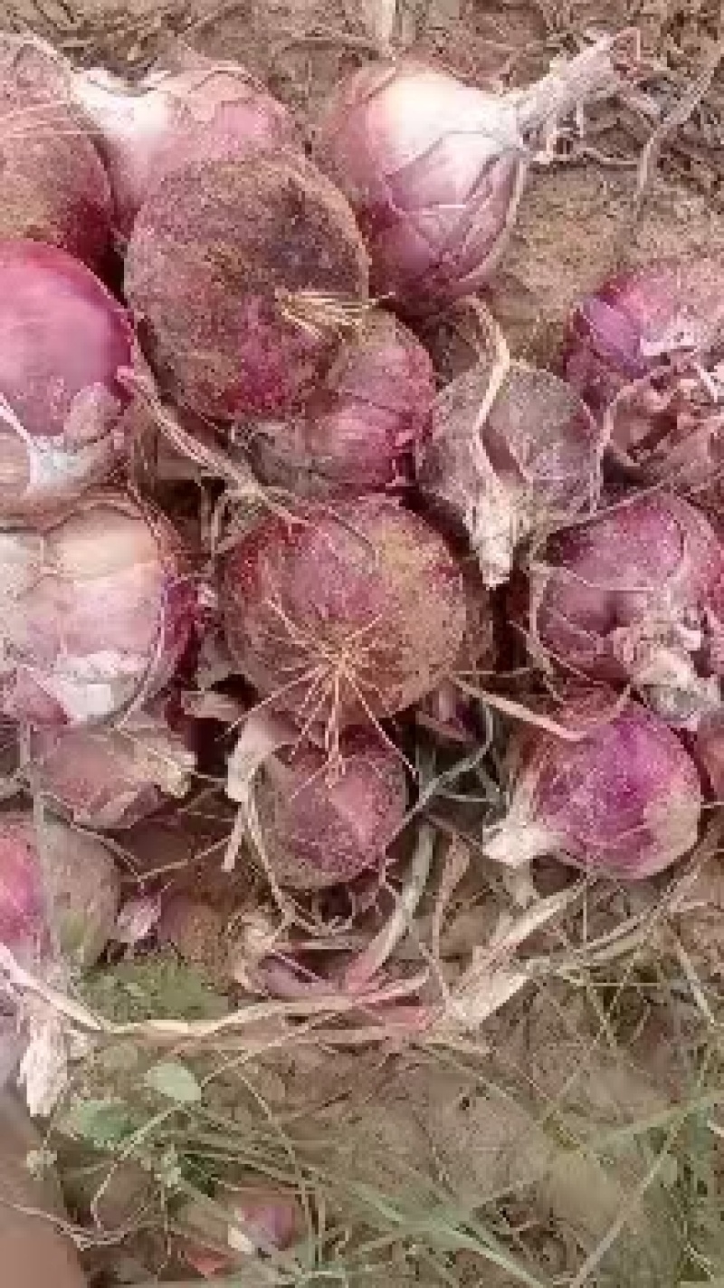 陕北定边精品洋葱七月份大量上市