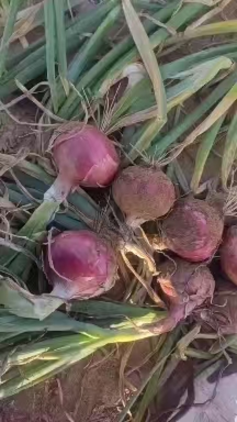 陕北定边精品洋葱七月份大量上市