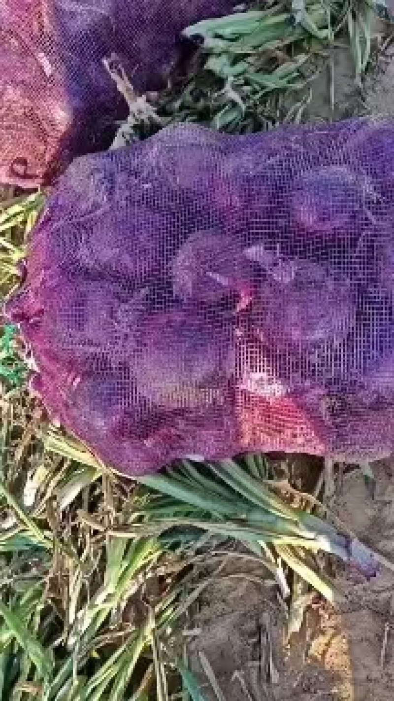 陕北定边精品洋葱七月份大量上市