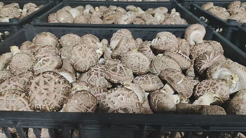鲜香菇10000斤起