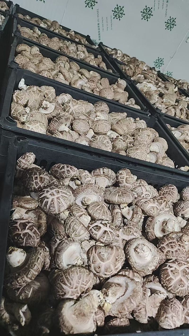 鲜香菇10000斤起