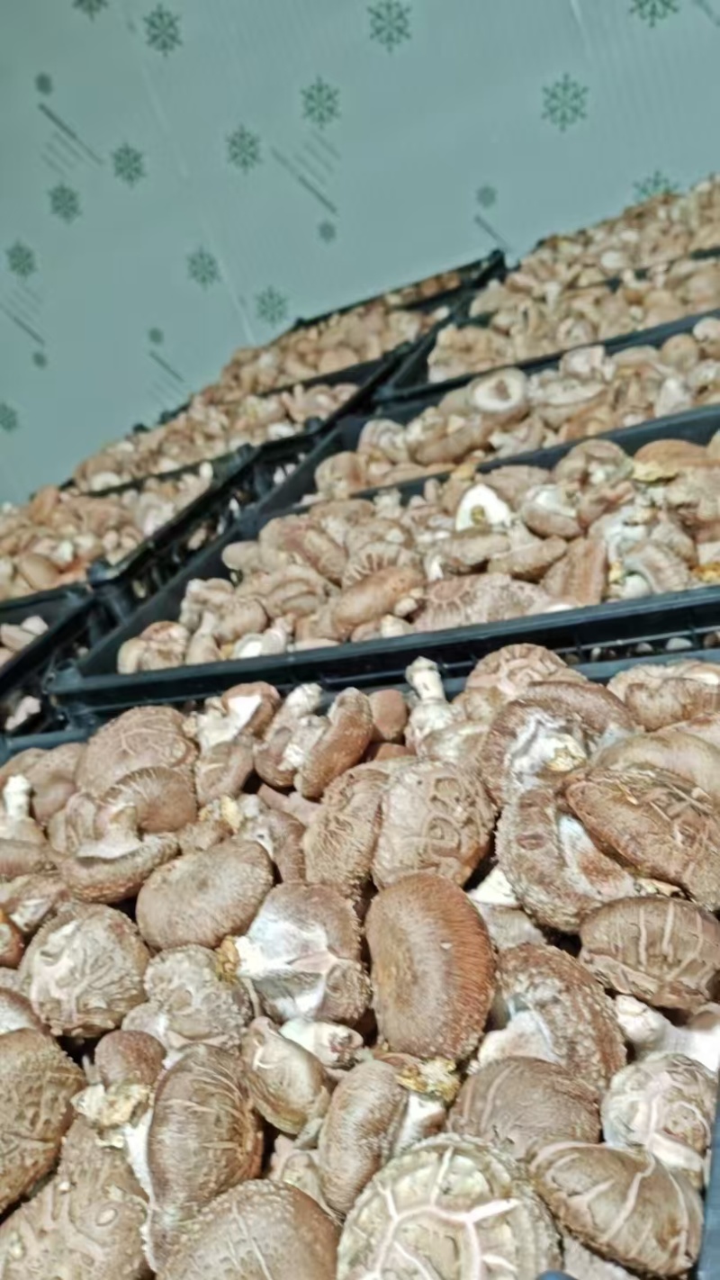 鲜香菇10000斤起