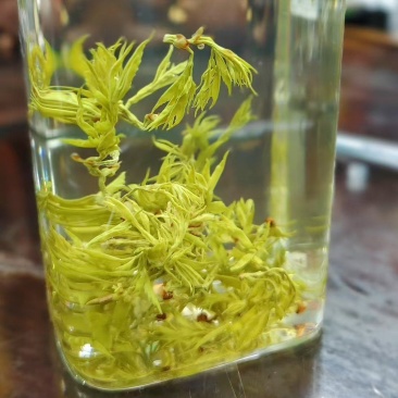 25年藤茶（莓茶）明前芽头，高品质，