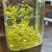 25年藤茶（莓茶）明前芽头，高品质，