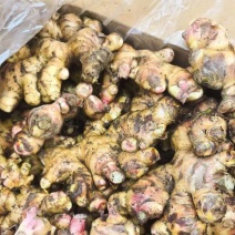 广西大肉姜正宗本地新鲜辛辣多汁原生态无添加***特级食堂