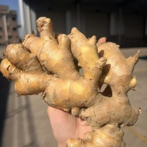 老姜正宗广西大姜现挖风干姜黄生姜月子大姜批发新鲜整箱