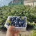 L25.L11蓝莓