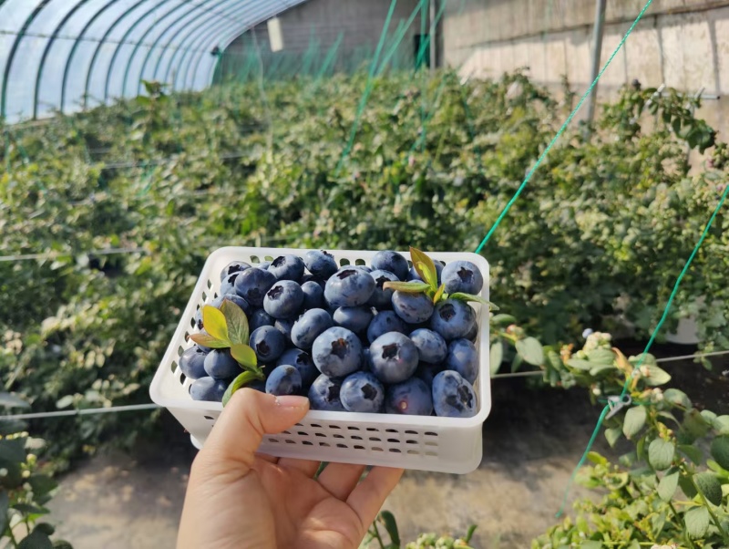 L25.L11蓝莓