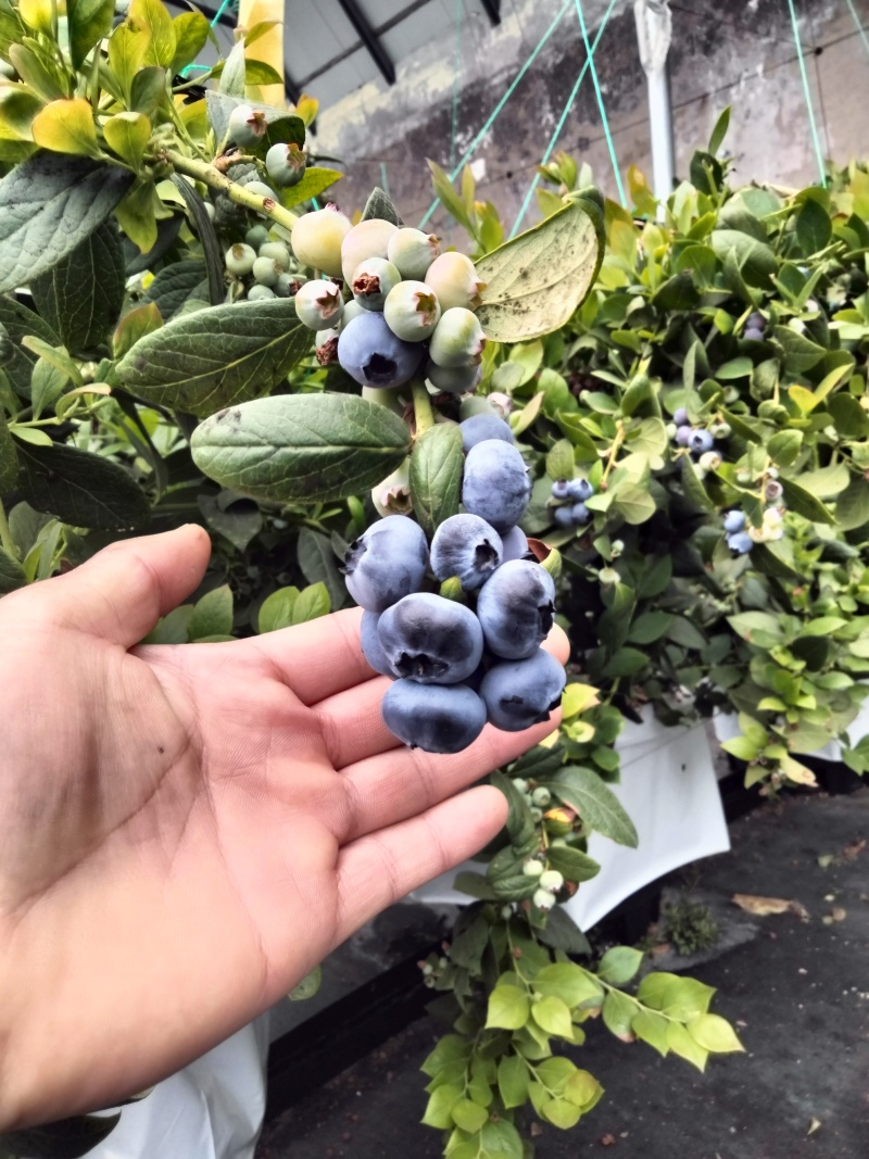 L25.L11蓝莓