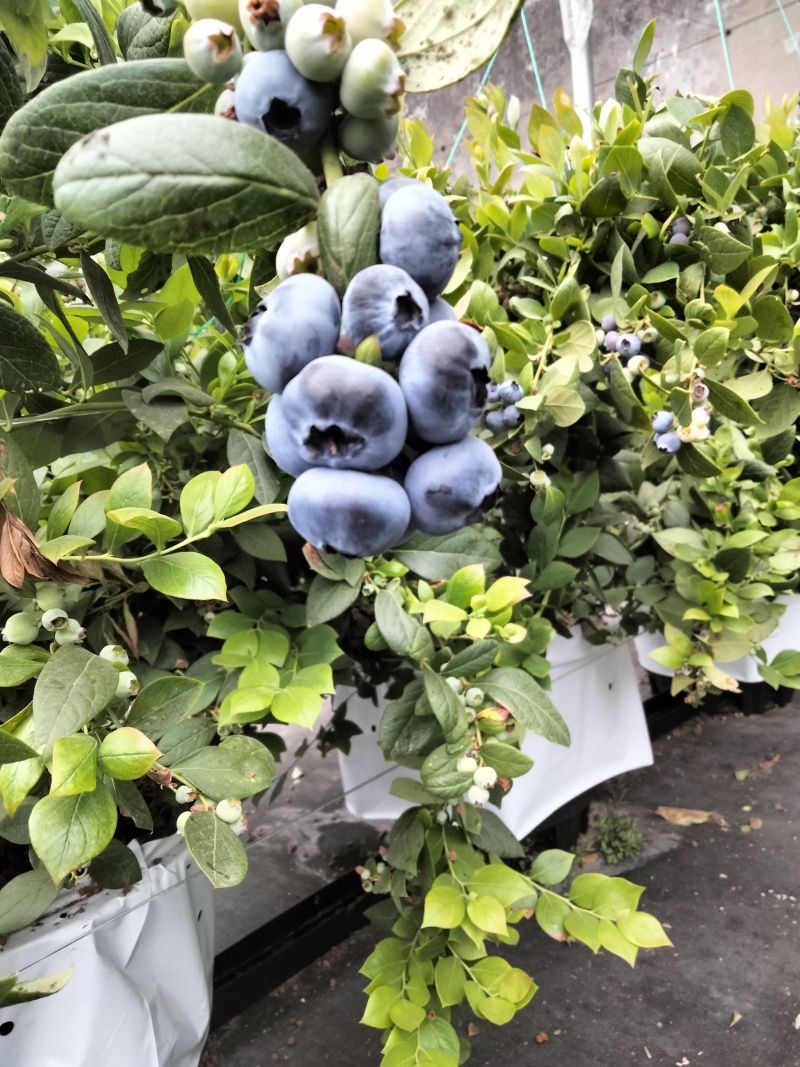 L25.L11蓝莓