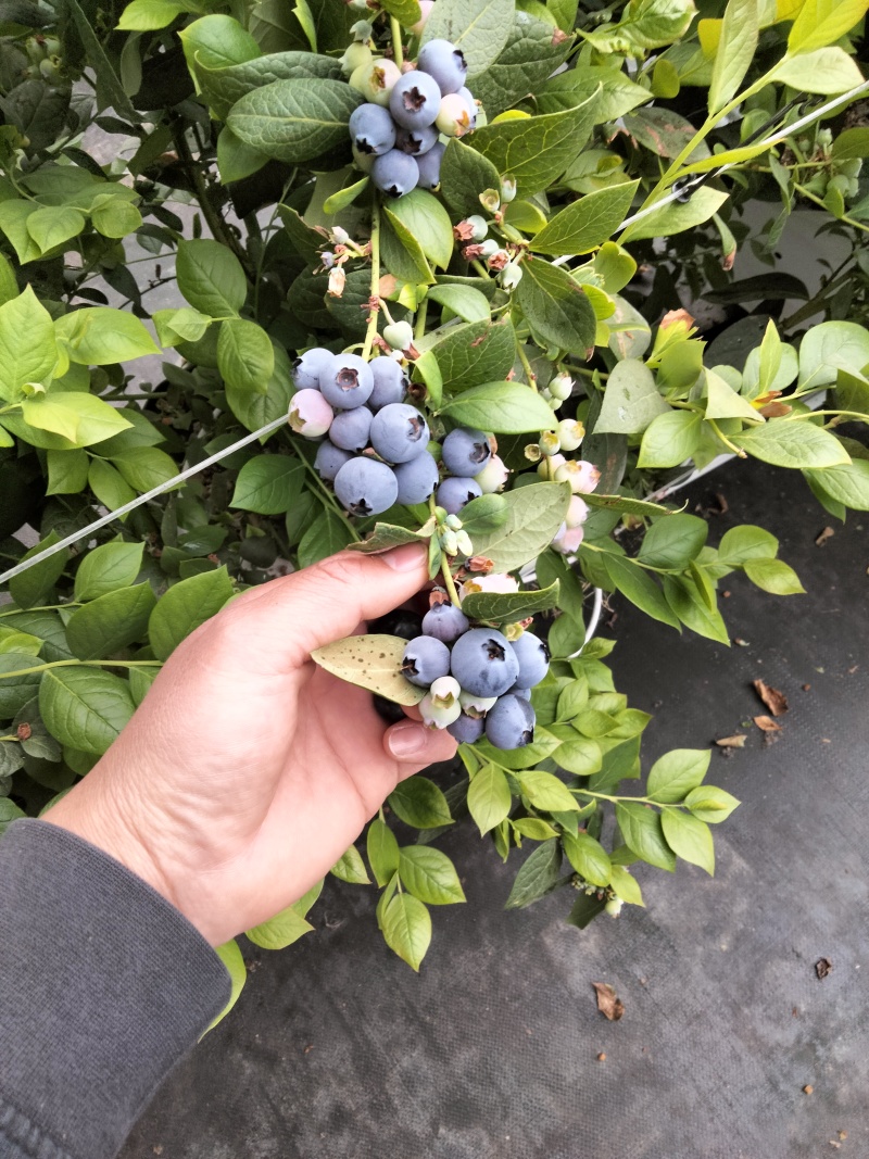 L25.L11蓝莓