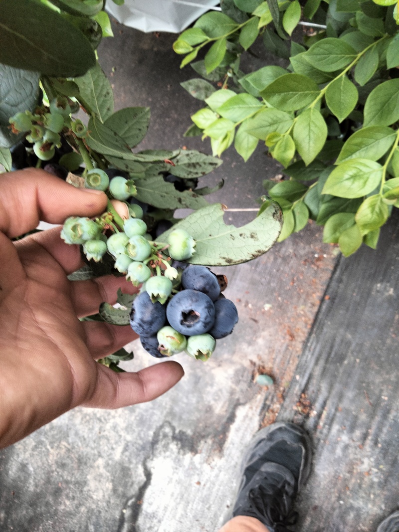 L25.L11蓝莓