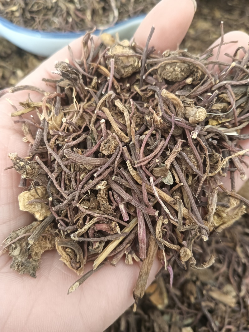 紫苑实拍紫苑欢迎选购量大优惠批发各种中药材