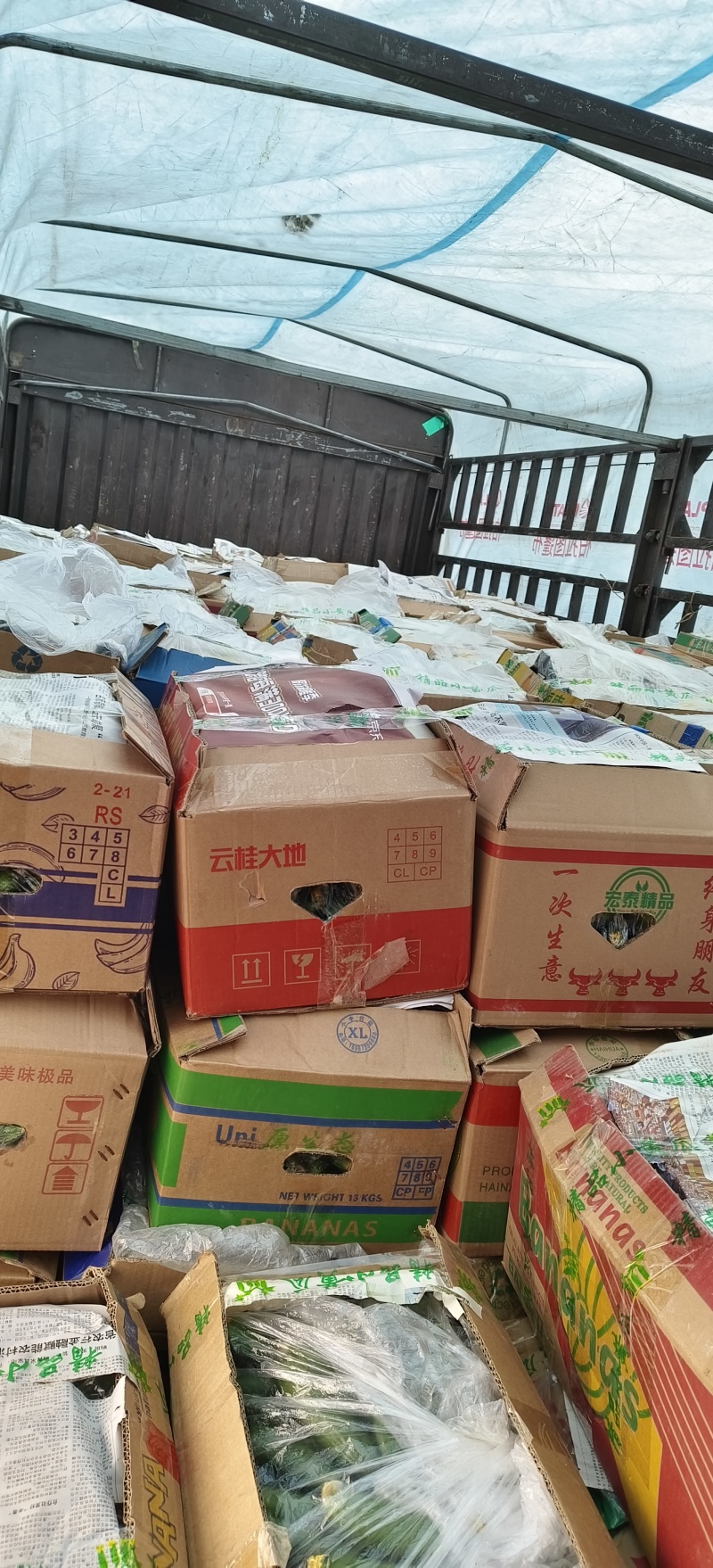 【精品】山东精品水果黄瓜产地直发现摘现发对接商超档口