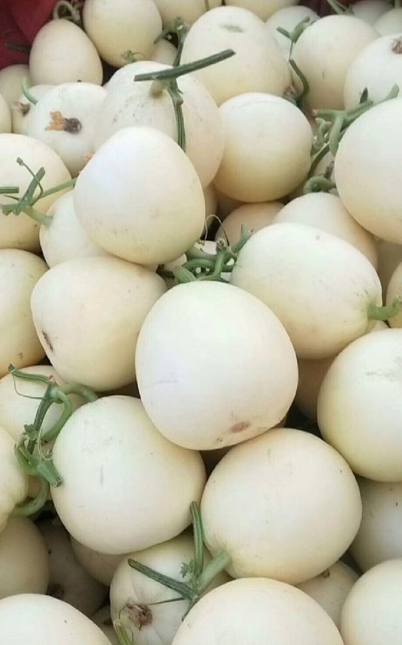 精品安阳小白瓜，白沙蜜甜瓜，货源充足，产地直发