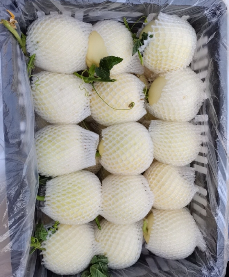精品安阳小白瓜，白沙蜜甜瓜，货源充足，产地直发