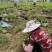 紫花三叉中宽叶白芨二年驯化苗