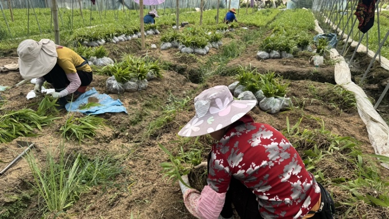 紫花三叉中宽叶白芨二年驯化苗