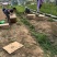 紫花三叉中宽叶白芨二年驯化苗