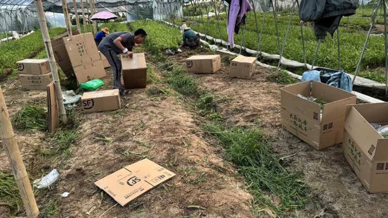 紫花三叉中宽叶白芨二年驯化苗