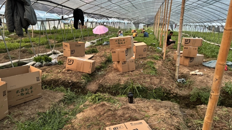 紫花三叉中宽叶白芨二年驯化苗