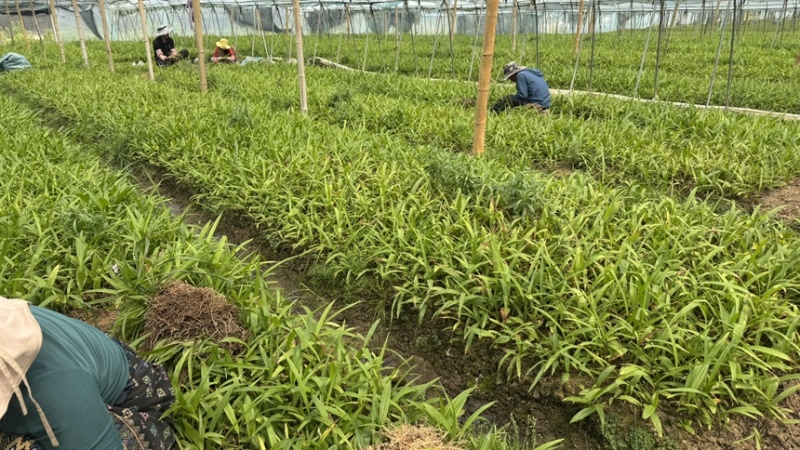 紫花三叉中宽叶白芨二年驯化苗