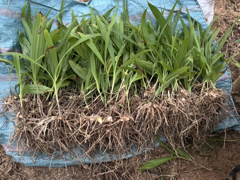 紫花三叉中宽叶白芨二年驯化苗