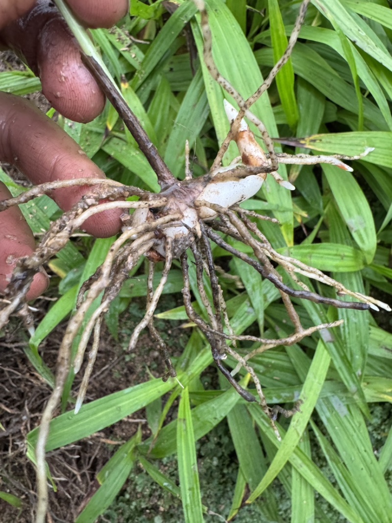 紫花三叉中宽叶白芨二年驯化苗