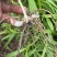 紫花三叉中宽叶白芨二年驯化苗