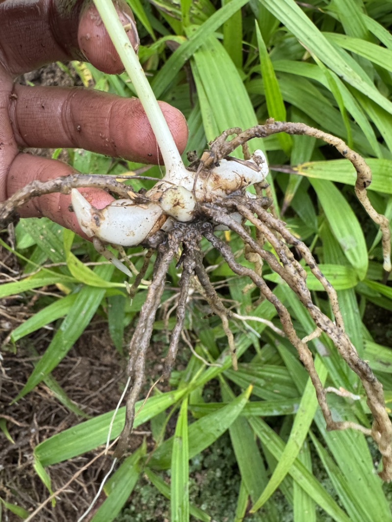 紫花三叉中宽叶白芨二年驯化苗