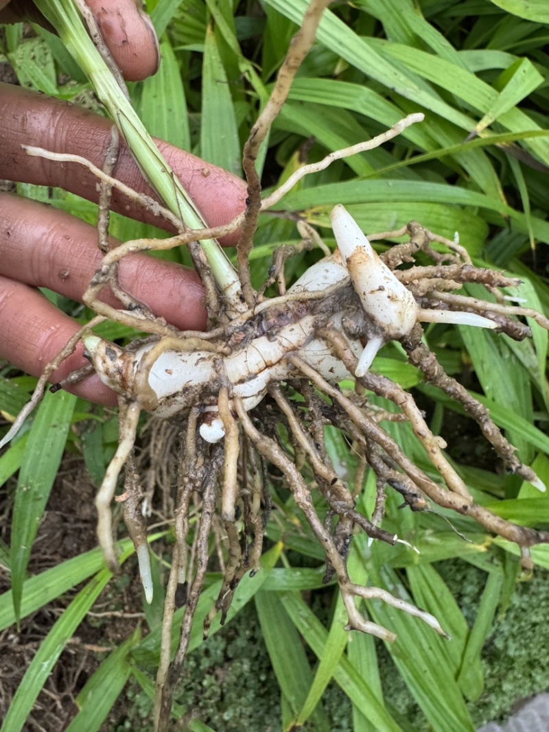 紫花三叉中宽叶白芨二年驯化苗