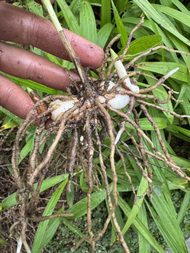 紫花三叉中宽叶白芨二年驯化苗