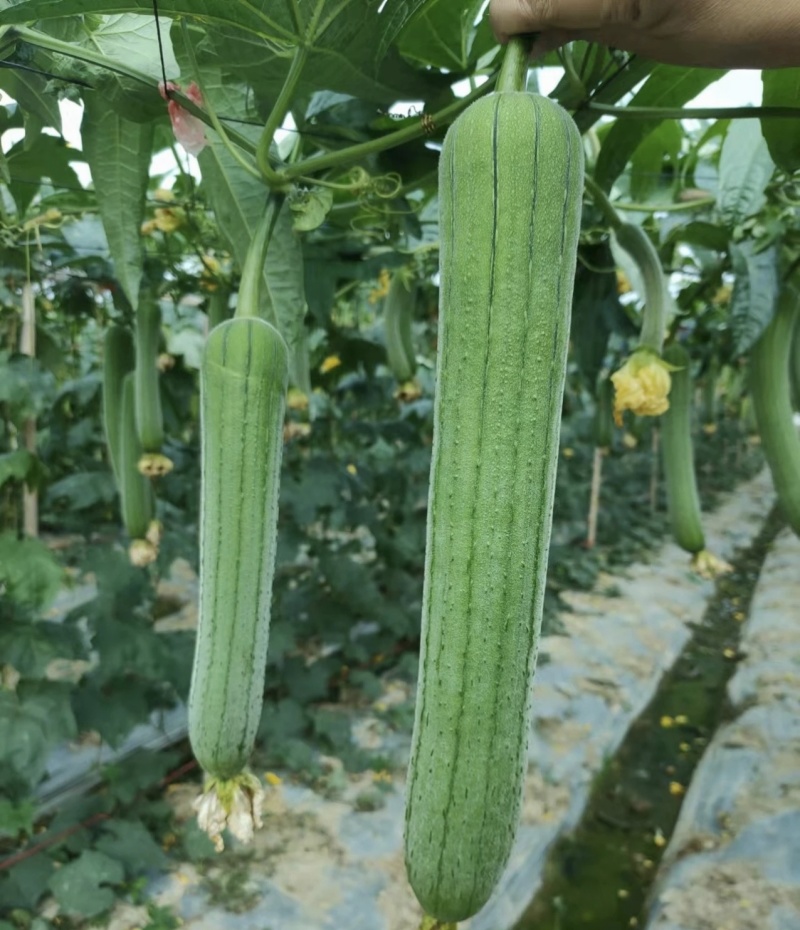 春润2号丝瓜种子早熟种子高产中长棒型香丝瓜种籽节节有瓜