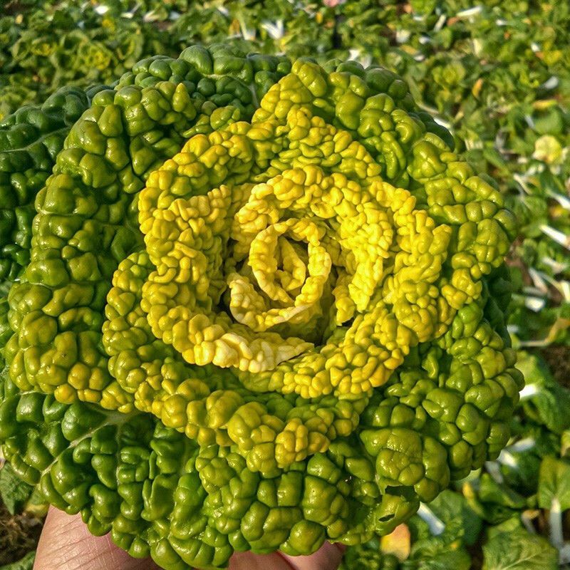 黄金佳黄心乌塌菜种子冬天菊花乌塌菜耐寒蔬菜种子黄心