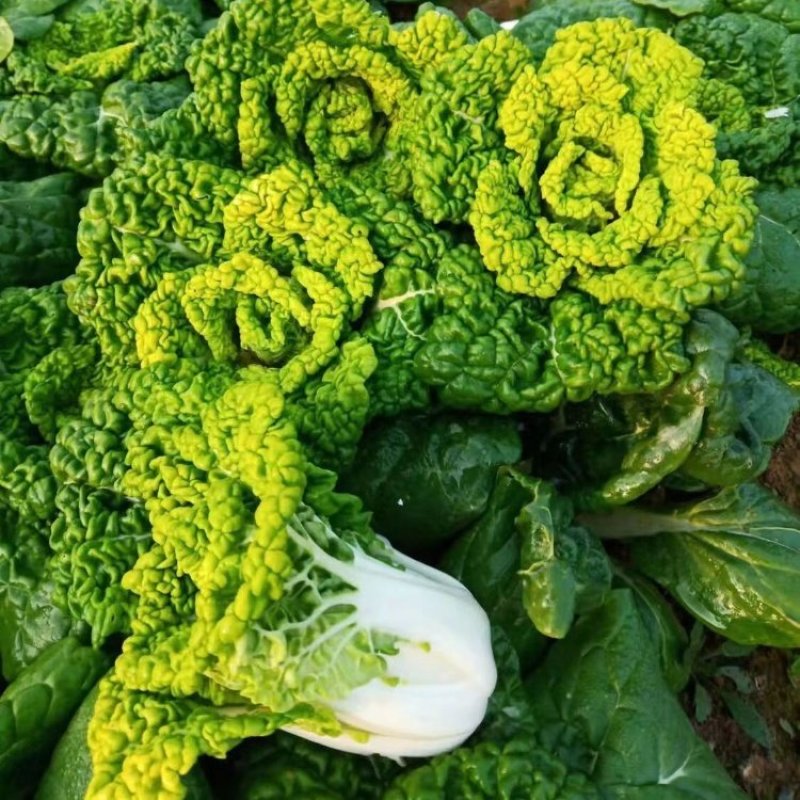 黄金佳黄心乌塌菜种子冬天菊花乌塌菜耐寒蔬菜种子黄心
